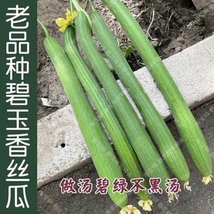 Jasper Long Fragrant Luffa Seeds Are Sown in Spring, Summer and Autum. Vegetable Seeds of Old Varieties Are Particularly Delicious, Early Maturing, Emerald Green and High Yield