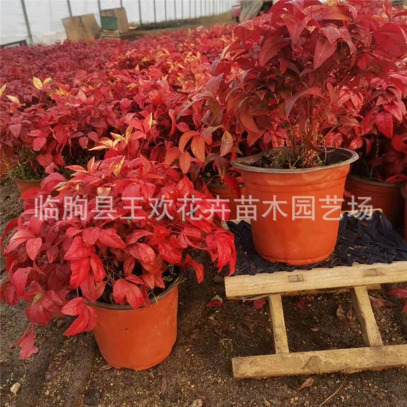 Цветные листовые рассады горшков в наличии оптом пламя бамбуковая пробка саженцы