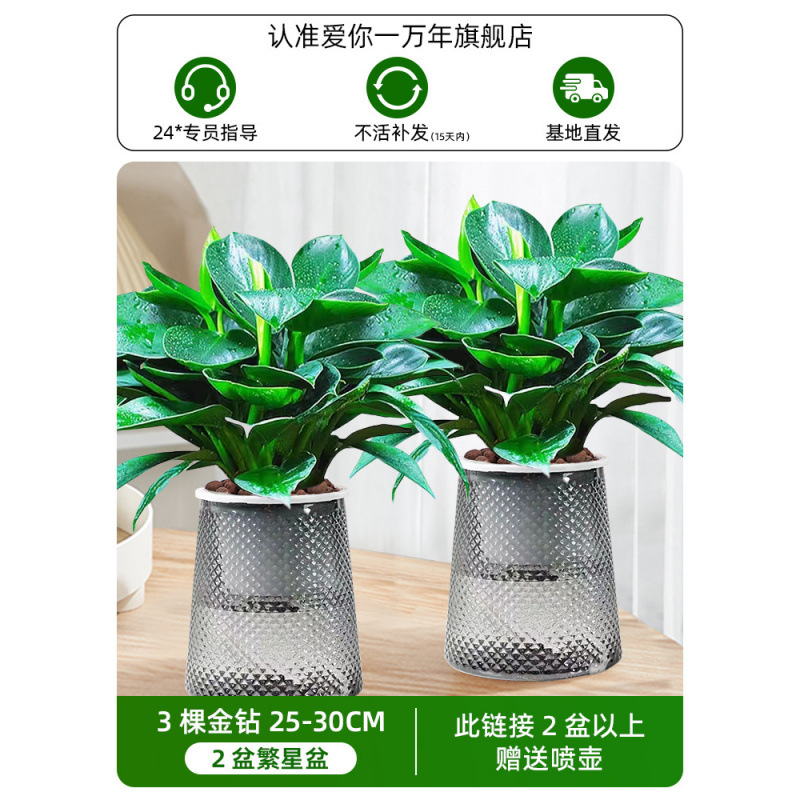 [화분 2개 특별 제공] 25-30CM 골드 다이아몬드 3개 + 별 화분 + 영양액 + 무료 물뿌리개