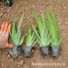 ��С���I�B���Sβ ���Sβ�r�� �m���Sβ����  ���}�|ֲ��