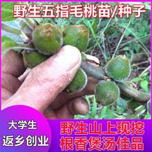 野生五指毛桃苗新采五指毛桃树苗种子土黄芪广东老火靓汤香料