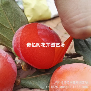 ��ƤС���ܛ�����Ә����޻𾧟o�Ѽt���\����������Ե�������