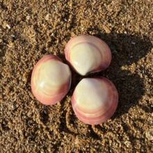 �۸��ؐ����Ȼؐ�����ݺ����p�������������Y��Ҿӹ�ˇƷ�[��