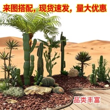 仙人柱仿真仙人掌造景摆件室内橱窗拍摄道具大型沙漠植物场景装饰