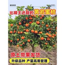 �������l؛���S���۽ۘ����ļ�������Ә�������Ԏ���ͥԺ���Ә�