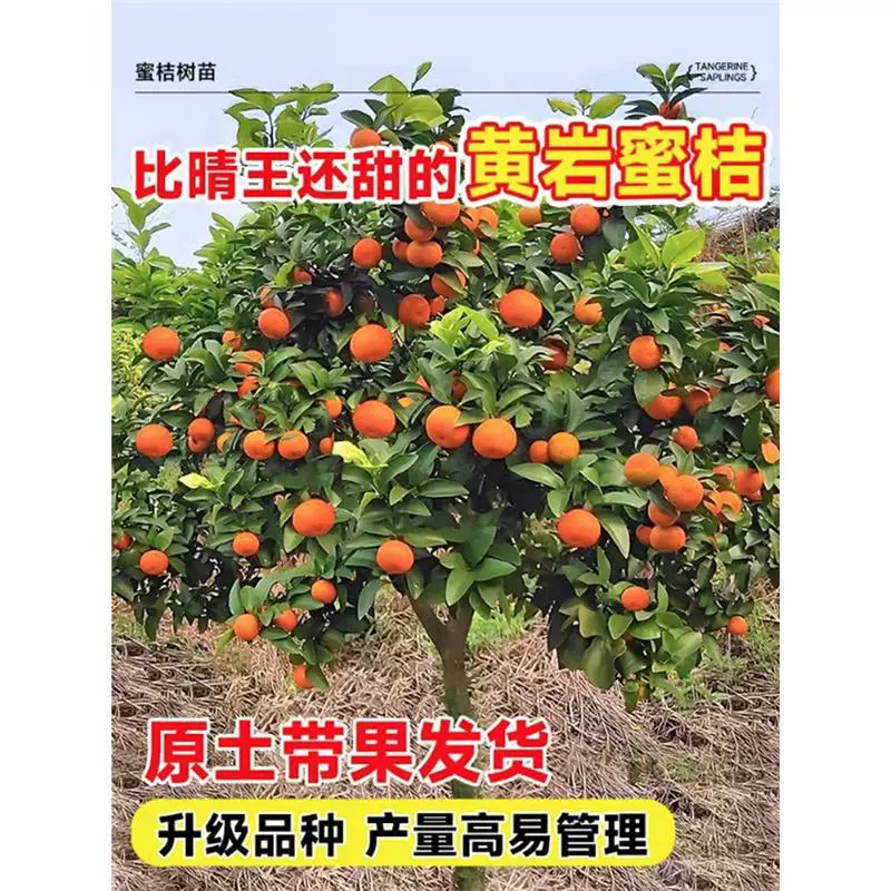 [Доставка с фруктами] Саженцы мандарина Хуаньянь, четырехсезонные фруктовые деревья, саженцы апельсиновых деревьев, фруктовые деревья в горшках с фруктами, апельсиновые деревья во дворе.