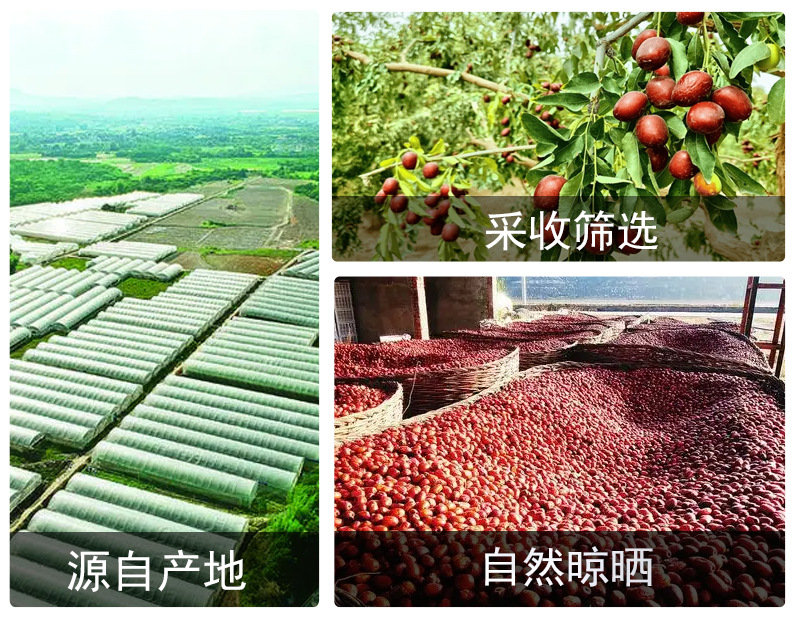 Jujube Slices (Ziziphus jujuba) — Dried Red Date Pieces for Tea, Soup & Congee in use