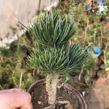 精品日本大阪松小苗五针盆景客厅桩造型短针嫁接苗耐寒松树黑松