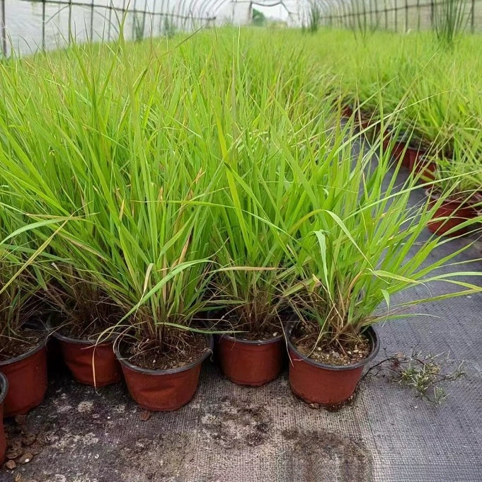 База оптом поставляет большое количество красивой травы, травы Будды, тростниковых веток, водных растений, полная спецификация и высокое качество.