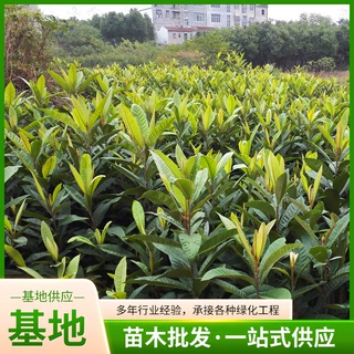 南方北方种植果树苗当年结果枇杷苗 嫁接枇杷苗 枇杷树苗盆栽地栽
