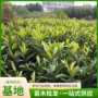 南方北方种植地栽枇杷苗