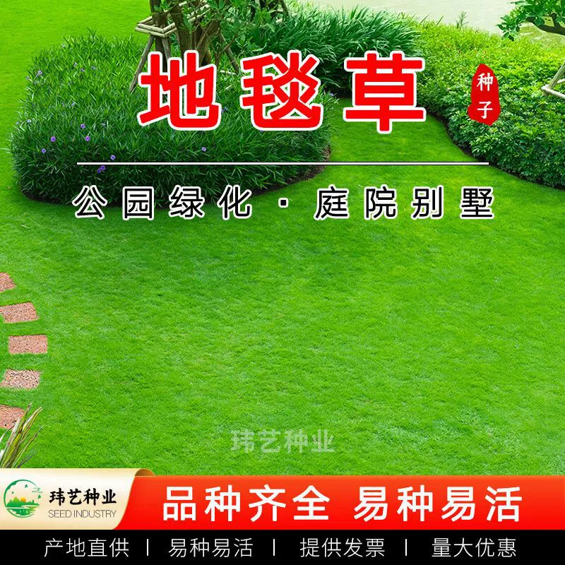 Импортные семена газонов, чистые семена, четырехсезонная зелень, защита склонов без обрезки, зеленение, морозостойкая Манила, устойчивая к болезням, засухоустойчивая гибельная порода.