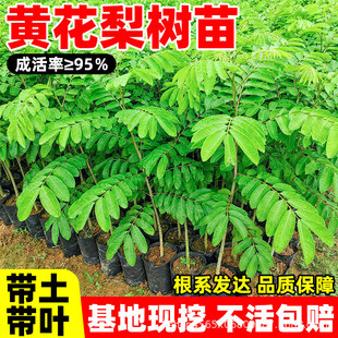 �����S����������F��ľ���Fֲ�����ڽ����S̴�����ϱ�������Y��