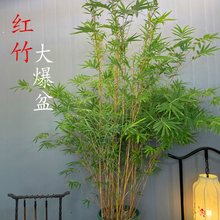 红杆竹 红观音竹 室内禅书房庭院阳台茶室内水培植物绿植观赏竹子