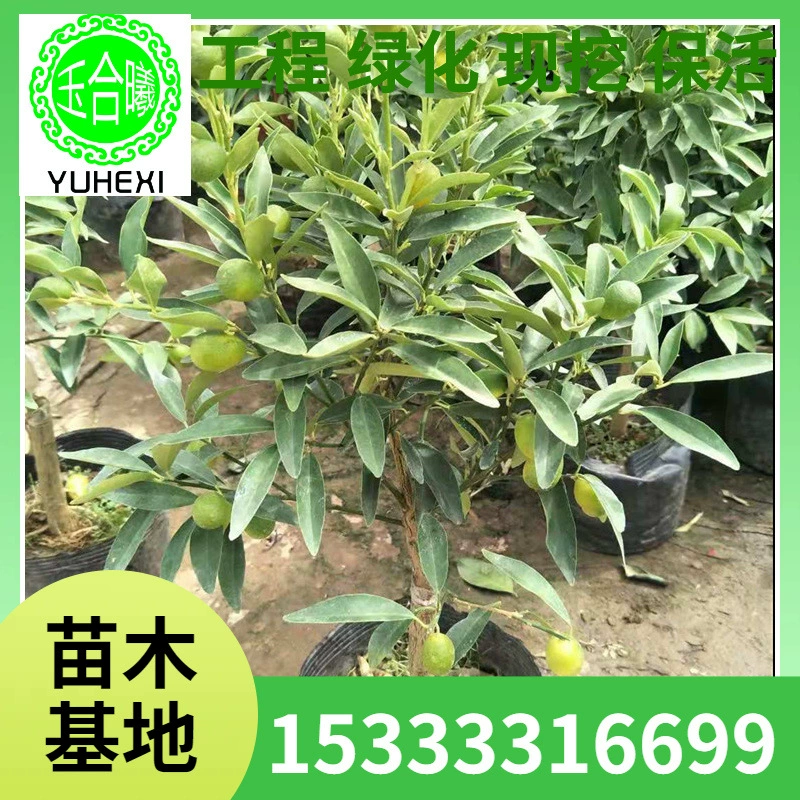 Оптовые продажи хрустящих горшечных растений с кумкватом с фруктами, поставляемые, саженцы фруктов, комнатные растения для гостиной, балкона, двора, которые в любое время года дают плоды.