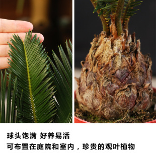 �F������ֲ���҃Ⱥ��B����������������Сֲ������U���K�FС�辰