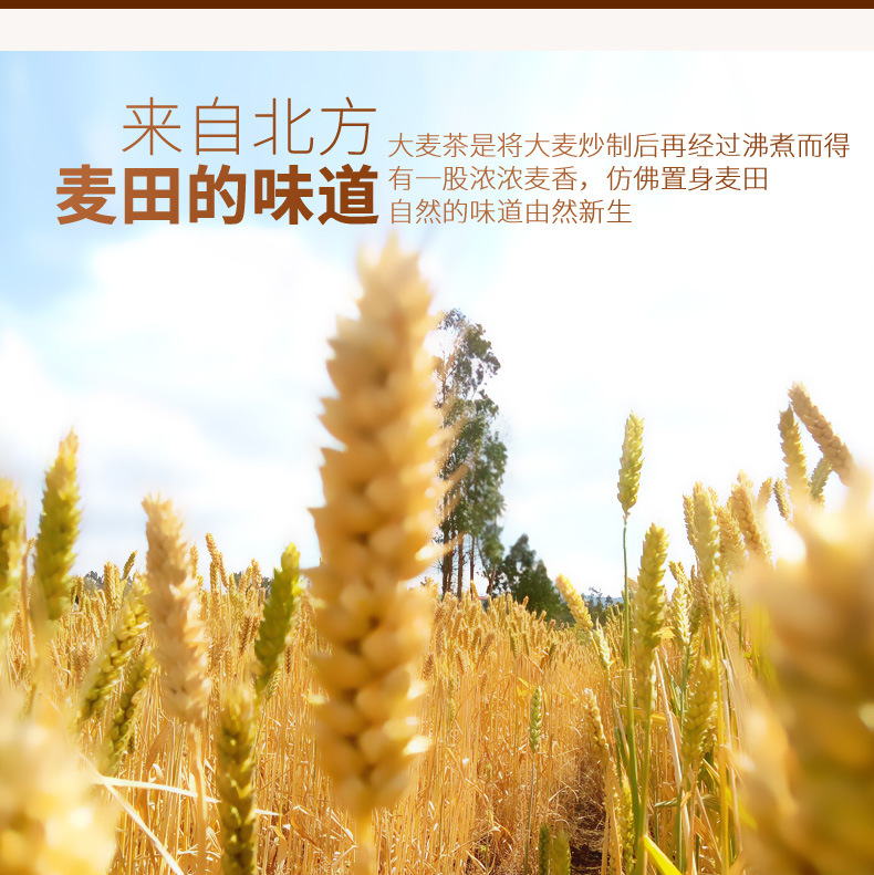 Barley Tea Triangle Tea Bags Da Mai Cha 96g Box Commercial Hotpot Restaurant Wholesale quality and texture