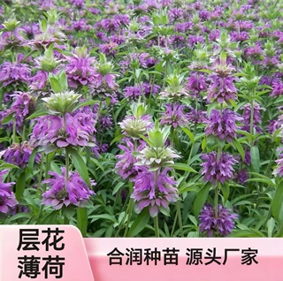 优质薄荷种子 多品种可选 发芽率高 阳台庭院绿化芳香植物种籽