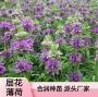 品种芳香绿化植物种籽