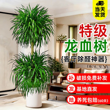 ��Ѫ��͏d�Gֲ���Ͷ��^��횘��Ϙ���������̖�҃��辰���Bֲ��