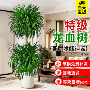 ��Ѫ��͏d�Gֲ���Ͷ��^��횘��Ϙ���������̖�҃��辰���Bֲ��