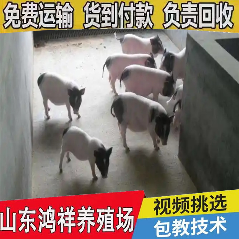 低价出售20到30斤的巴马香猪猪仔包运输散养巴马香猪幼崽批发香猪