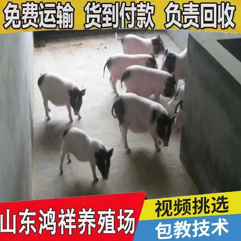 Крупномасштабная ферма по разведению ароматных свиней Бама, оптовая продажа высококачественных свиней для разведения ароматных свиней, подходящих для разведения ароматных свиней в северных и южных регионах.