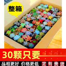 多肉植物组合盆栽稀有套装整箱新款肉肉植物一微景观贵货新手品种