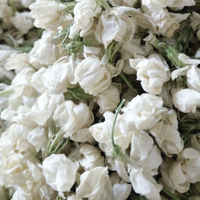 广西南宁横州市茉莉花产地直销，广西横县茉莉鲜花，半开花干