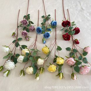 ���滨õ�廨����õ���c��Y�Ҿ��b��ֹ����߼ٻ����Ô[�����l