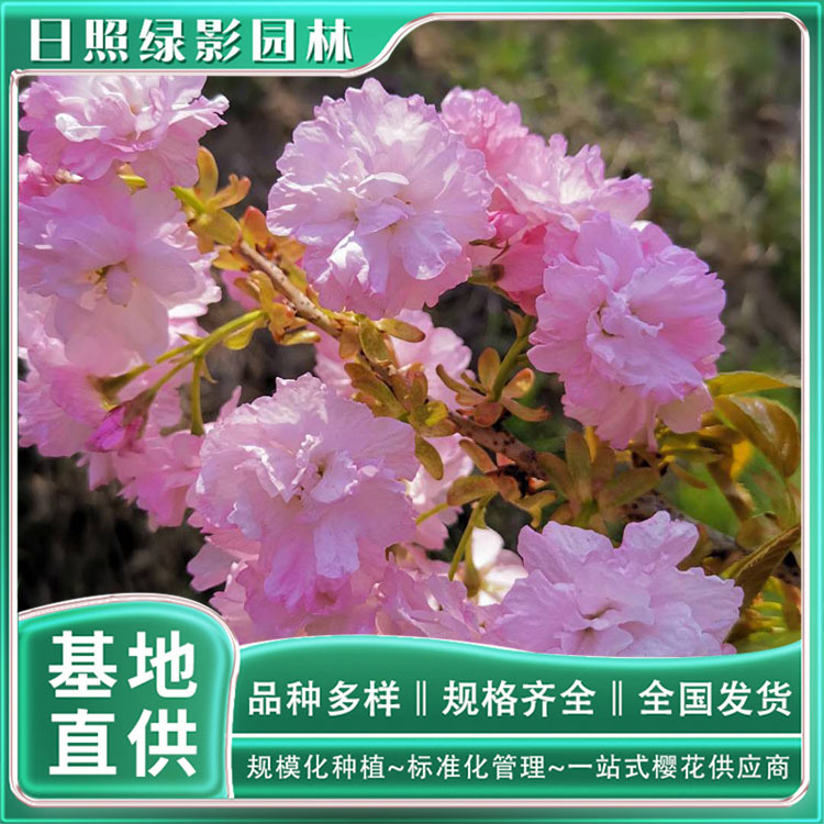 12公分红手毬樱花树哪里有卖 花卉基地批发 各类樱花