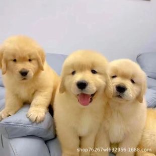 ���l��ëѲ�ثCȮ��Ȯ���ﹷ����äȮ�Ѿ�Ȯ�o�lȮ����Ȯ����Ȯ