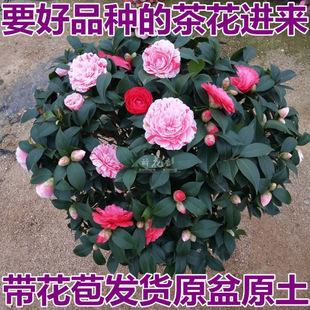 �ذꎧ�����軨���Ԙ���������ɫ�൤ɽ�軨���ܾGֲ�҃�ͥԺ�ͺ�