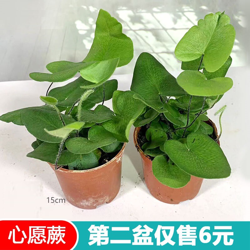 Wishful Fern Potted Plant Heart-To-Heart Fern, Shade-Tolerant Rainforest Tank Foliage Plant, Easy to Maintain for Indoor Office or Study Micro-Landscape Wishful Fern Potted Plant Heart-To-Heart Fern, Shade-Tolerant Rainforest Tank Foliage Plant, Easy to Maintain for Indoor Office or Study Micro-Landscape