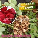 云南基地发鲜花小苗 四季卡罗拉鲜切大花红玫瑰花苗 月季盆栽花卉