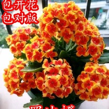 长寿花绿植盆栽重瓣花卉室内四季开花办公室桌面绿植净化空气桌面