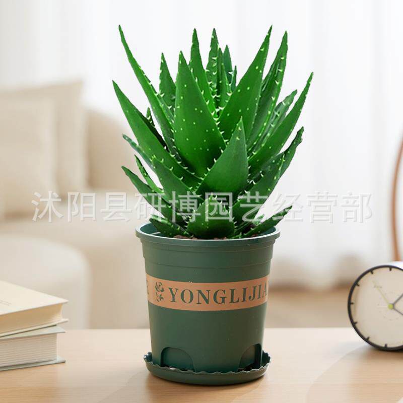 Curacao Aloe Vera sala de macetas belleza irrigación piel verde escritorio de oficina carne ciudad que nunca duerme Aloe Vera flores cactus