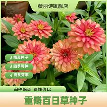 �ذ���ղݷN�Ӱ��U���վն�ɫ�_���̨�ļ��ɷN����ͥԺ����ֲ��