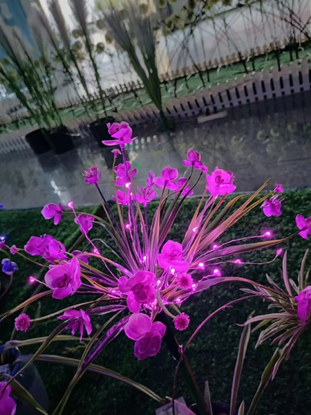 Pink-purple, purple