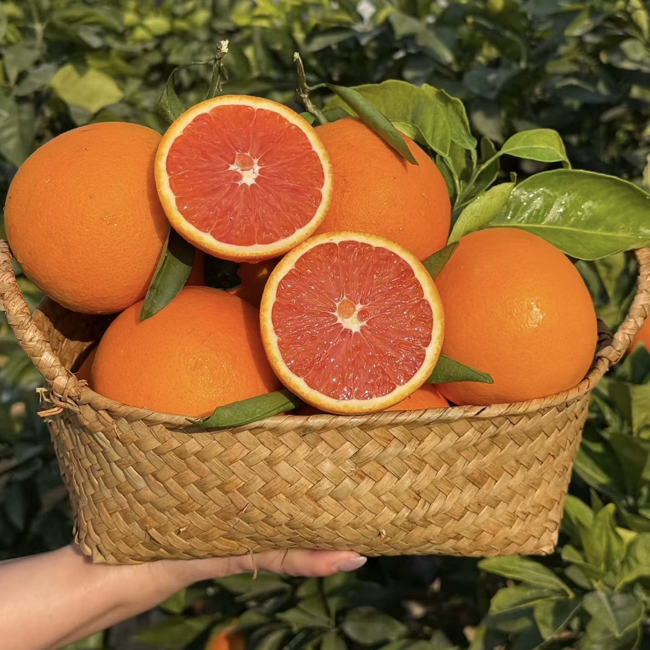 Китайский красный апельсин Зигуй, апельсин с красной мякотью, сезонный фрукт, прямая доставка с места происхождения, свежесобранный, фрукт для беременных.