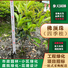 ĴؑcF30߶40߶50߶60߶