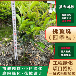 �Ĵ��ؑc�F���ļ���30�߶��ļ���40�߶��ļ���50�߶��ļ���60�߶�