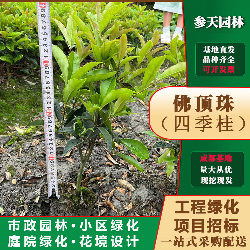 四川重庆贵州日香桂30高度日香桂40高度日香桂50高度日香桂60高度