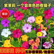 򻨷NļN_ͥԺ̨Իʵ׻N