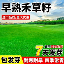早熟禾种子草坪草籽四季常青耐寒耐旱耐践踏矮生草皮庭院绿化护坡