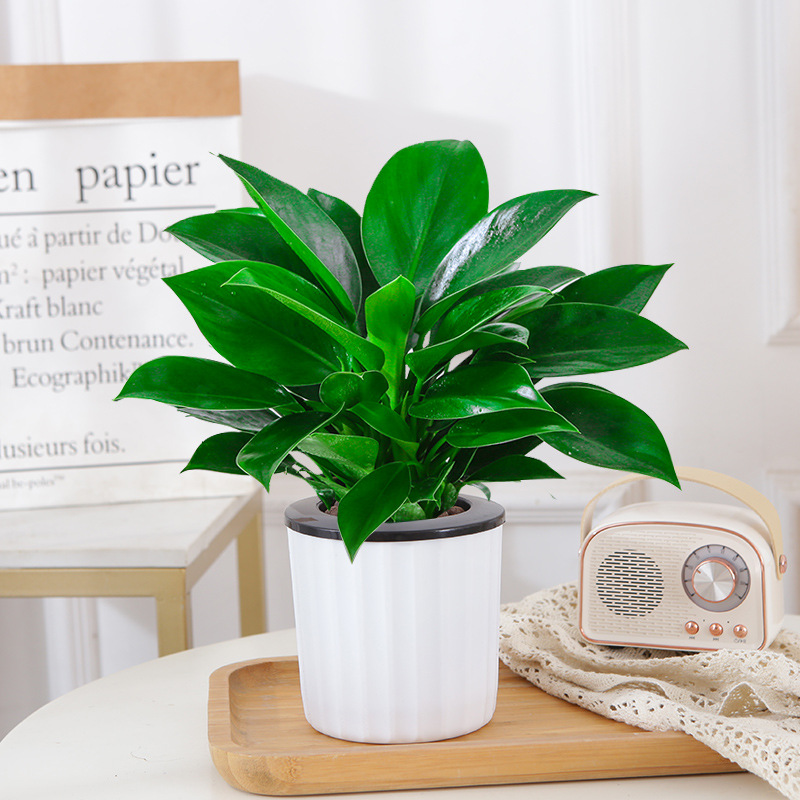 [핫셀링 모델] 골든다이아몬드 25cm 3그루(세로형 흡수대) + 영양액