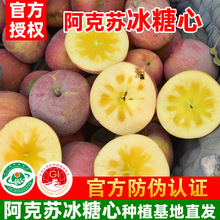 新疆阿克苏冰糖心苹果产地直发核心红旗坡农场种植基地现发孕妇