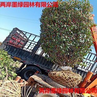 ���A���t�~ʯ��� �h���� �ߗU�t�~ʯ��� ��ʯ� ʯ骱���