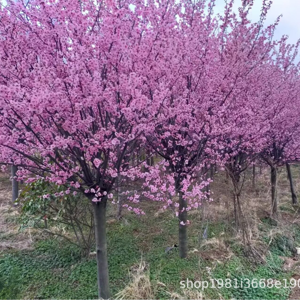 耐寒美人梅老桩树苗四季开花爆满优质景观树苗精选嫁接庭院好养活