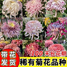 �ջ�������󻨇��Վ��������¾��ļ������҃�ֲ������׻�